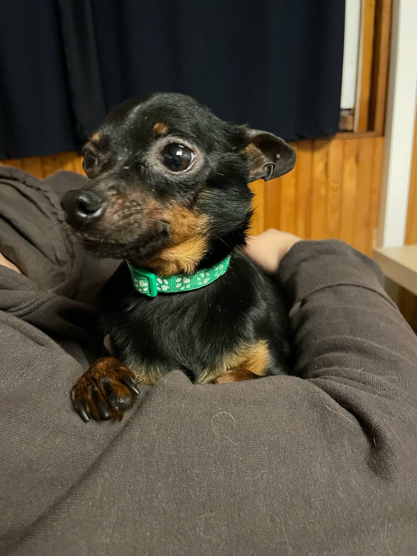 Kiwi
